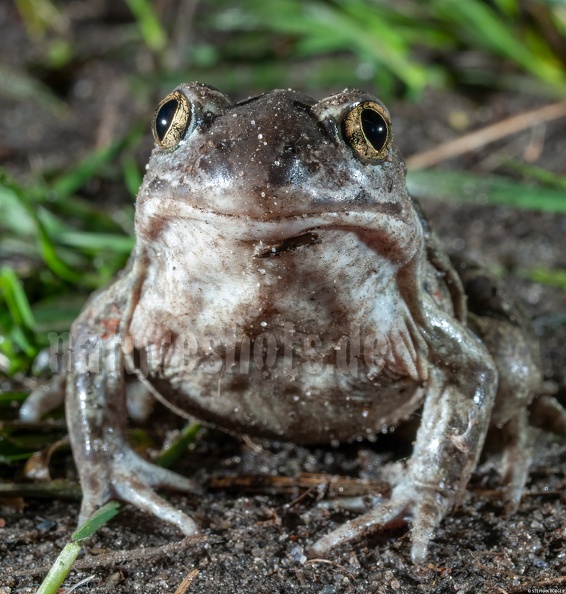 Pelobates_fuscus_4053669.jpg