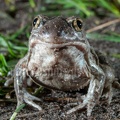 Pelobates fuscus 4053669