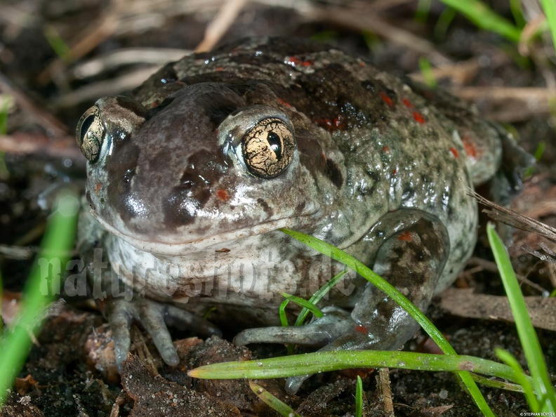 Pelobates_fuscus_4053707.jpg