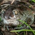 Pelobates fuscus 4053707