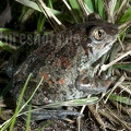 Pelobates fuscus 4053727