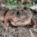 Pelobates fuscus 4053734