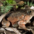Pelobates fuscus 4053739
