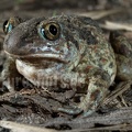 Pelobates fuscus 4053757