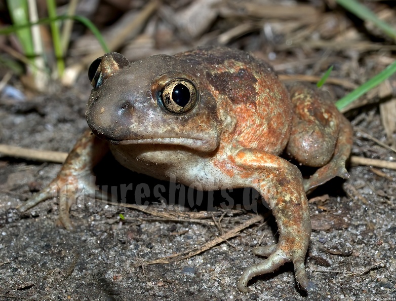 Pelobates_fuscus_4053764.jpg