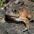 Pelobates fuscus 4053764
