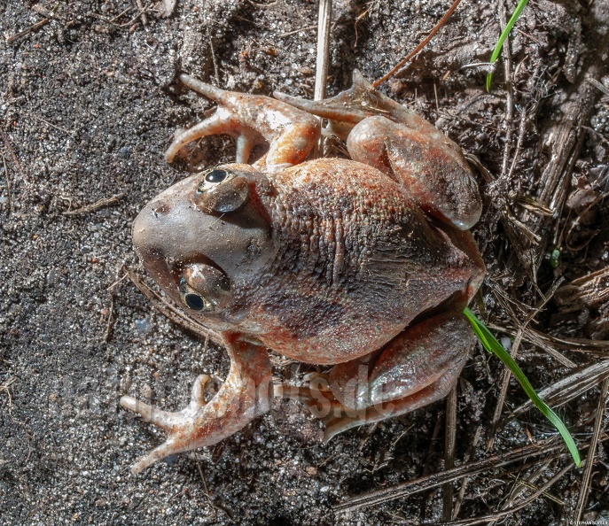Pelobates_fuscus_4053773.jpg