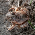 Pelobates fuscus 4053773