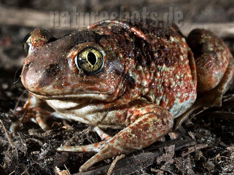 Pelobates_fuscus_4053780.jpg