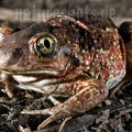 Pelobates fuscus 4053780
