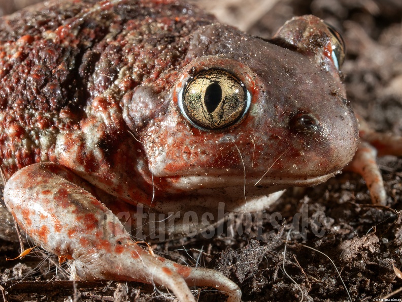 Pelobates_fuscus_4053806.jpg