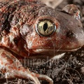Pelobates fuscus 4053806