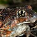 Pelobates fuscus 4053828