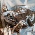 Rana arvalis male 4043587