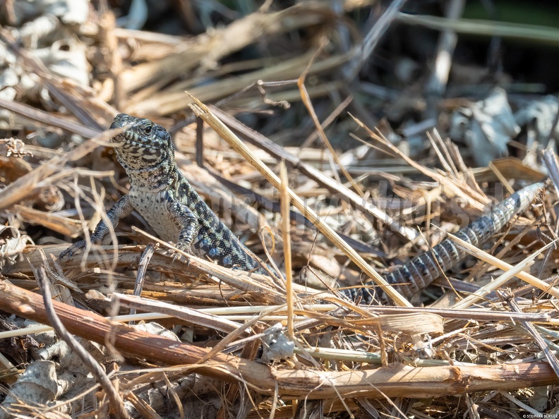 Podarcis_muralis_brongniardii_female_8311275.jpg