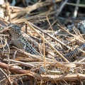 Podarcis muralis brongniardii 8311275