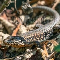 Podarcis muralis brongniardii male 8311211