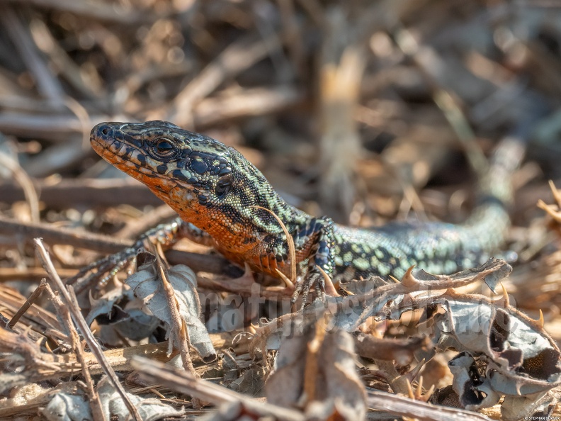 Podarcis_muralis_brongniardii_male_8311264.jpg