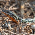 Podarcis muralis brongniardii male 8311264