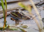 Pelophylax kl. esculentus 4028360