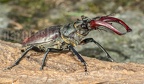 Lucanus cervus male 6270394
