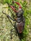 Lucanus cervus male 6270437