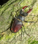 Lucanus cervus male 6270449