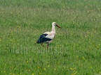 Ciconia ciconia 5096385