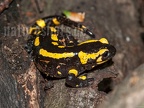 Salamandra salamandra terrestris 8217499