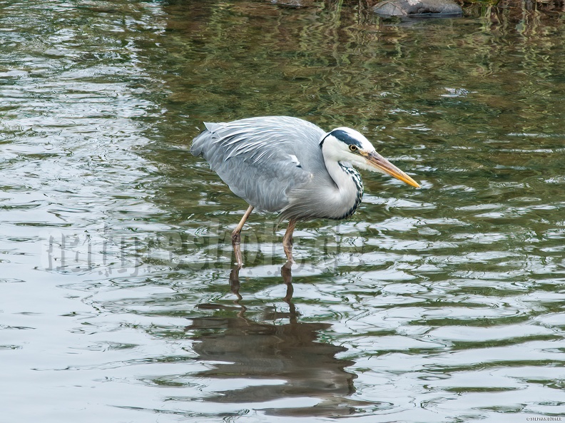 German common name: Graureiher
English common name: Grey heron Ardea_cinerea_5297026.jpg