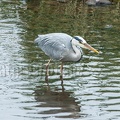 Ardea cinerea 5297026