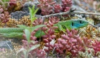 Lacerta bilineata 5296907