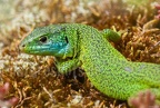 Lacerta bilineata 5296916