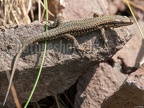 Podarcis muralis brongniardii 5296799