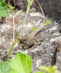 Podarcis muralis brongniardii 5296800