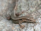 Podarcis muralis brongniardii 5296829