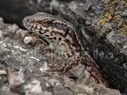 Podarcis muralis brongniardii  5220364