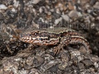 Podarcis muralis brongniardii  male 5220393