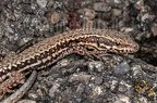 Podarcis muralis brongniardii  male 5220402