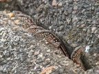 Podarcis muralis brongniardii  5220425