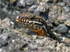 Podarcis muralis brongniardii 4103982