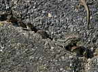 Podarcis muralis brongniardii 4104030