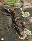Podarcis muralis brongniardii female 4103909