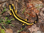 Salamandra salamandra terrestris 9257751
