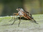 Rhagio scolopaceus 6077101