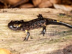 Salamandra salamandra terrestris juvenile 7309356