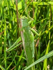 Tettigonia viridissima female 8209672