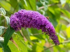 Buddleja davidii 6290876