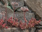 Sedum album 6290826