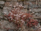 Sedum album 6290836